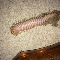 本命のカレイ釣れました