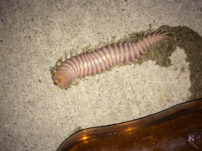 本命のカレイ釣れました