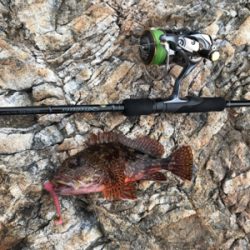 再びロックショア