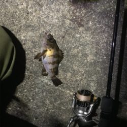 活気がでてきました。