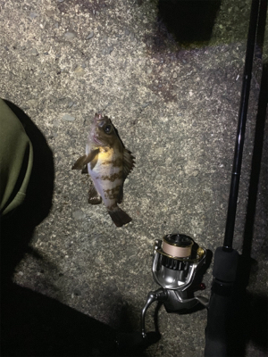 活気がでてきました。