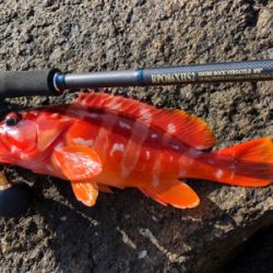 弁天ライトロックフィッシュゲーム