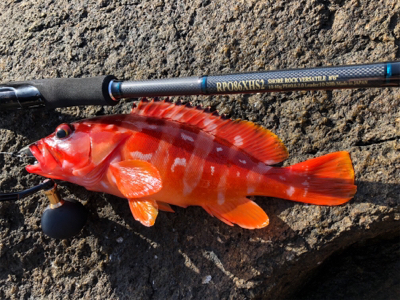 弁天ライトロックフィッシュゲーム