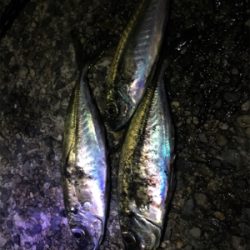 ナイトメバ&アジング