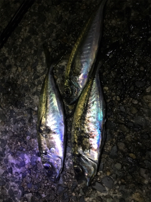 ナイトメバ&アジング