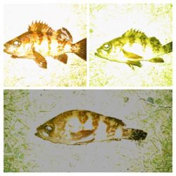 アジンガー1820〜1930