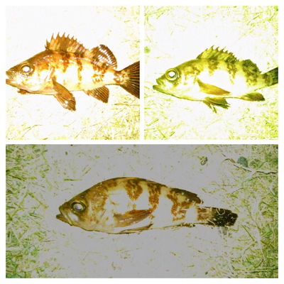 アジンガー1820〜1930