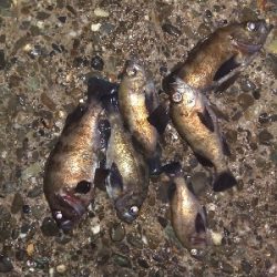 【須磨海岸】メバリングで3目釣り。尺メバルも。