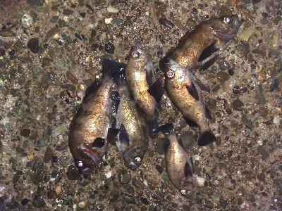 【須磨海岸】メバリングで3目釣り。尺メバルも。