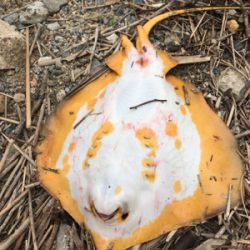 これが噂の春爆（チニング編）