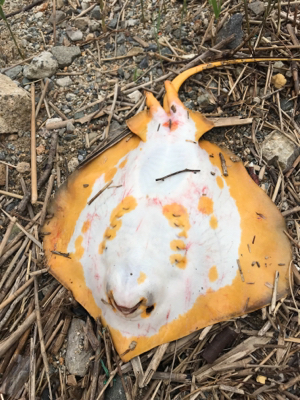 これが噂の春爆（チニング編）