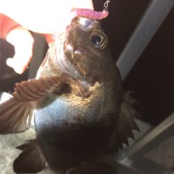 短時間でメバル