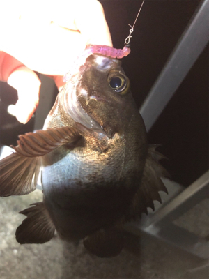 短時間でメバル