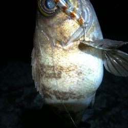 ナイトメバリング