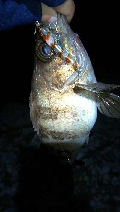 ナイトメバリング