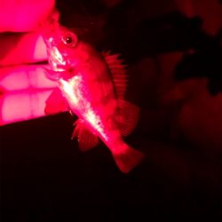 尺アジポロリ小メバル無限バイト!