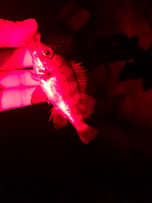 尺アジポロリ小メバル無限バイト!