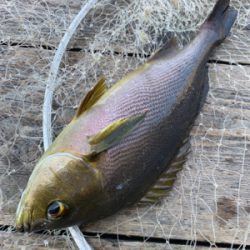 海上釣堀ポート田尻さんにて