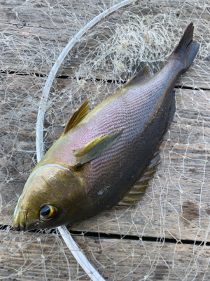 海上釣堀ポート田尻さんにて