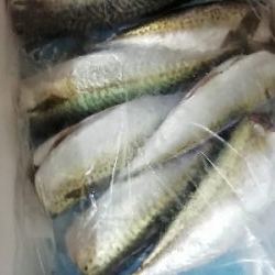 ひたすらサバを釣る。