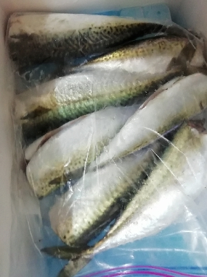 ひたすらサバを釣る。