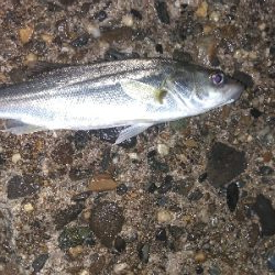 【須磨海岸】メバリング狙いでヒラメ!?メバルも良型ゲット!