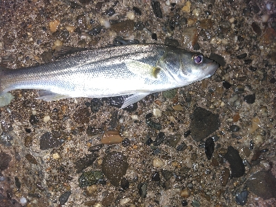 【須磨海岸】メバリング狙いでヒラメ!?メバルも良型ゲット!