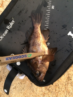 寒の戻り苦戦です(汗