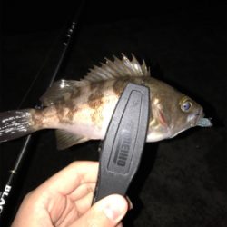 アジを求めて⑧