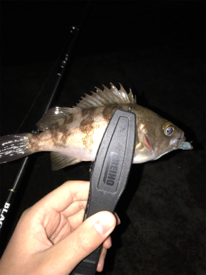 アジを求めて⑧