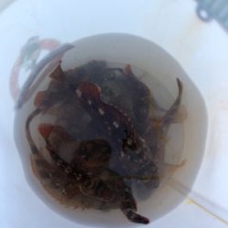 久々のガシリング