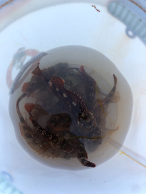 久々のガシリング