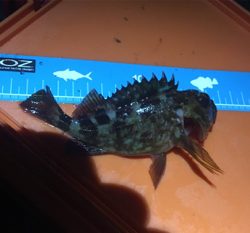 お隣の魚はよく釣れる(笑)