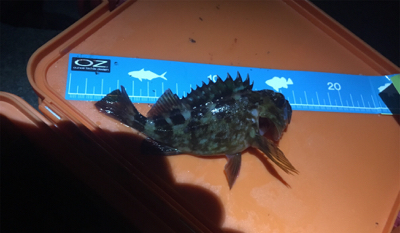 お隣の魚はよく釣れる(笑)