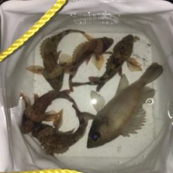 ライトゲーム は楽しいよね〜