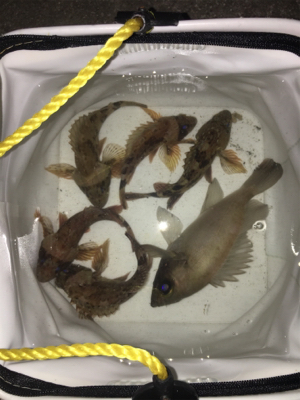 ライトゲーム は楽しいよね〜