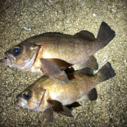 サクッとメバル