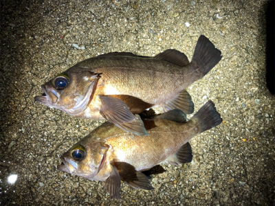 サクッとメバル