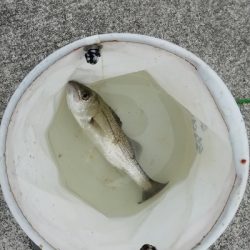 一年以上ぶりの