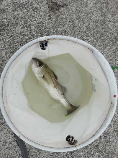 一年以上ぶりの