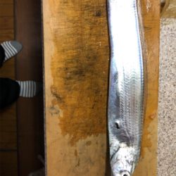 今期初のイカメタルin和歌山