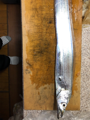 今期初のイカメタルin和歌山