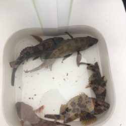 サイズアップならず