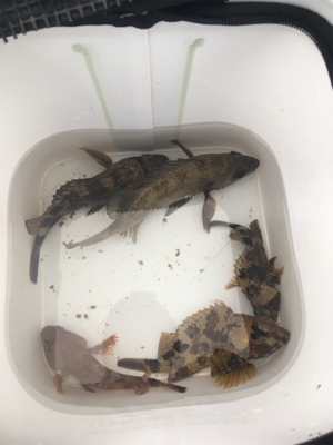 サイズアップならず