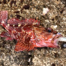 シーズンイン！紀東ライトロックフィッシュゲーム！