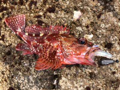 シーズンイン！紀東ライトロックフィッシュゲーム！