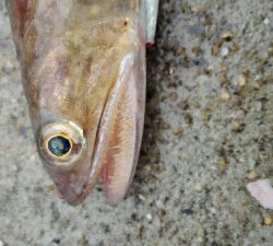 2019年4月30日釣行in岐志漁港&船越漁港