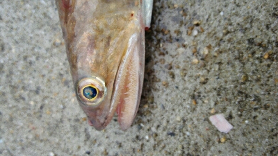 2019年4月30日釣行in岐志漁港&船越漁港