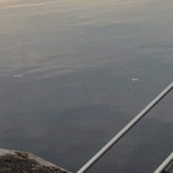 カレイより大きなフグ