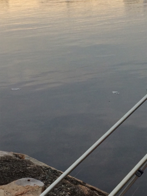 カレイより大きなフグ